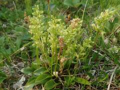 Platanthera obtusata
