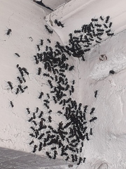 Camponotus mus