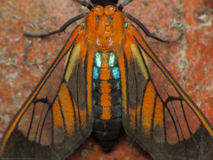 Cosmosoma achemon