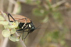 Scaphura elegans