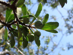 Pittosporum turneri