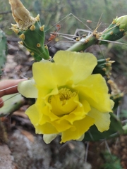 Opuntia guatemalensis