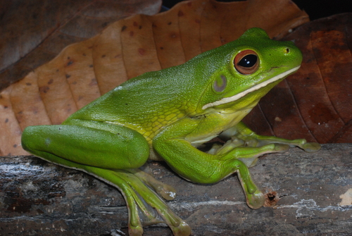Nyctimystes infrafrenatus observed 2008-07-24