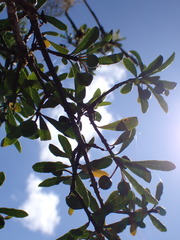 Pittosporum turneri