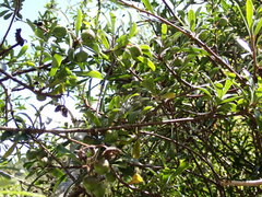 Pittosporum turneri
