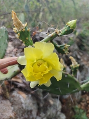 Opuntia guatemalensis