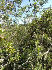Pittosporum turneri