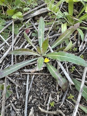 Camissoniopsis micrantha