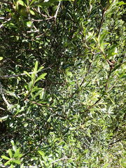 Pittosporum turneri