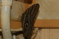 Caligo teucer insulanus