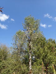 Pittosporum turneri