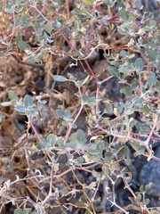 Tidestromia suffruticosa