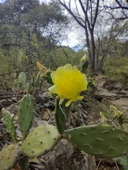 Opuntia guatemalensis
