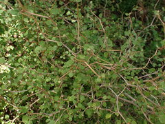 Olearia quinquevulnera