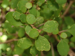 Olearia quinquevulnera