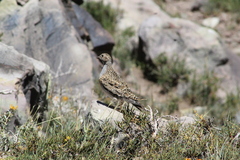 Thinocorus orbignyianus