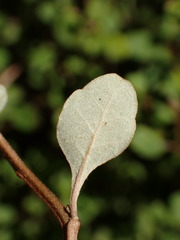 Olearia quinquevulnera