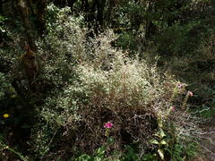 Olearia quinquevulnera