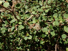 Olearia quinquevulnera