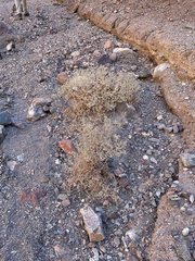 Tidestromia suffruticosa