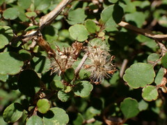 Olearia quinquevulnera