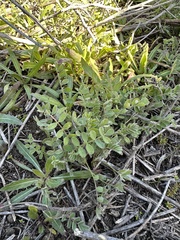 Astragalus trichopodus
