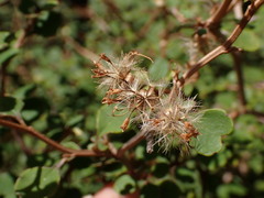 Olearia quinquevulnera