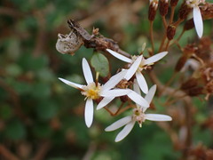 Olearia quinquevulnera