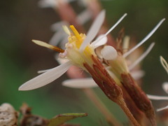 Olearia quinquevulnera