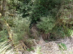 Olearia quinquevulnera