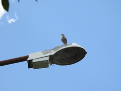 Furnarius rufus