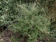 Olearia quinquevulnera