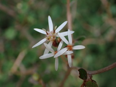 Olearia quinquevulnera