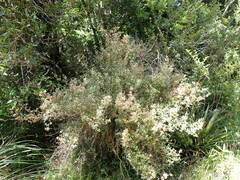 Olearia quinquevulnera