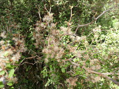 Olearia quinquevulnera