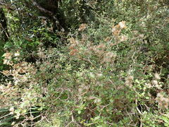 Olearia quinquevulnera