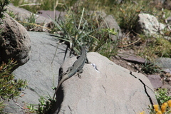 Liolaemus nigroviridis