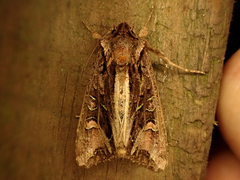Ichneutica insignis