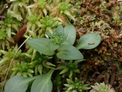 Gentianella chathamica nemorosa
