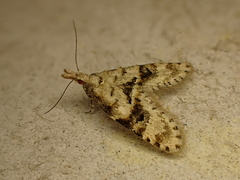 Isonomeutis restincta