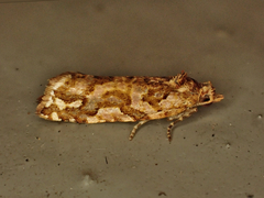 Pyrgotis arcuata