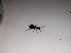 Galerita collaris