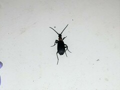 Galerita collaris