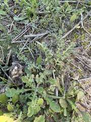 Astragalus trichopodus