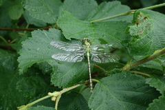 Ophiogomphus obscurus