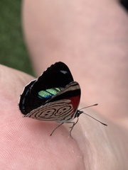 Diaethria clymena