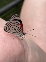 Diaethria clymena