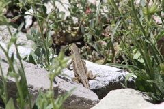 Liolaemus moradoensis