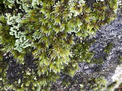 Racomitrium heterostichum