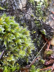 Racomitrium heterostichum